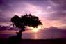 Aruba divi-divi tree