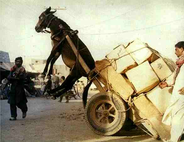 flying donkey